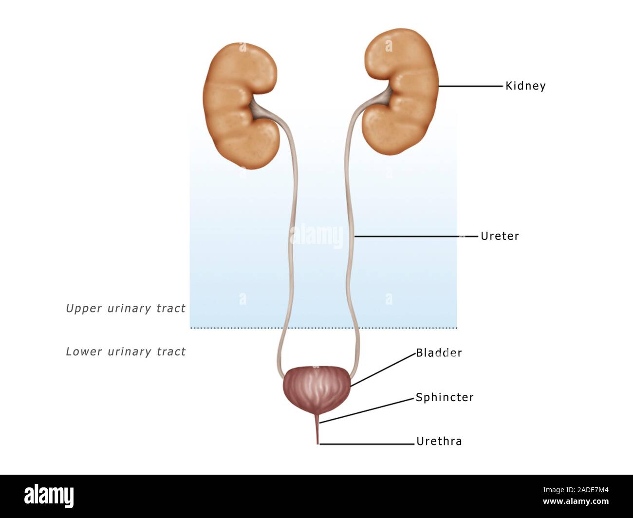 Urinary system, illustration. Urine is produced in the kidneys (top