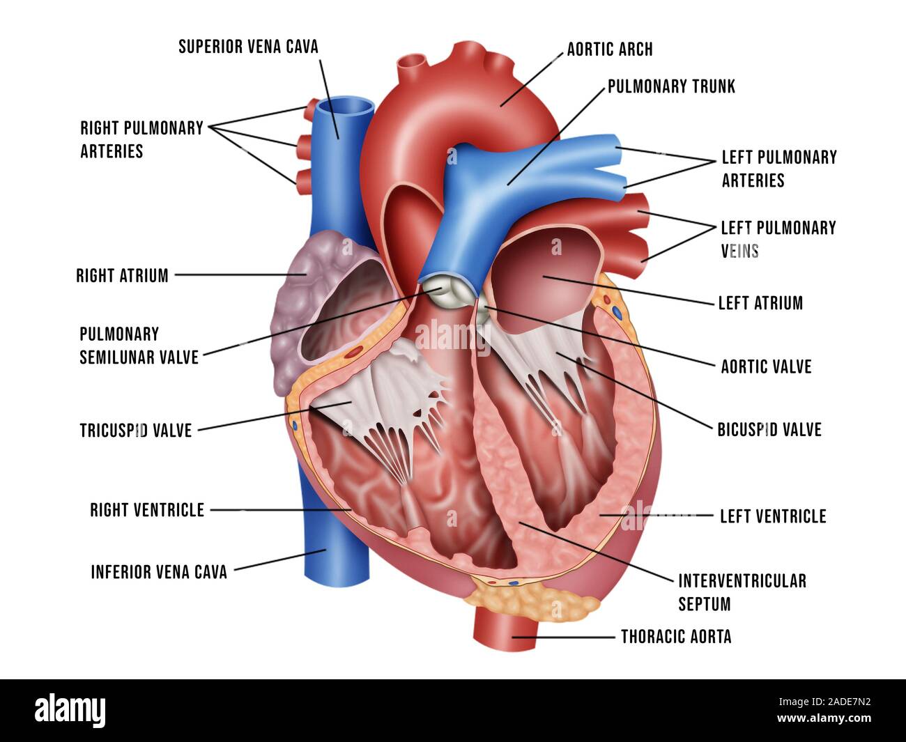 Heart anatomy, illustration. The heart is a hollow muscular organ that  pumps blood to the lungs and around the body. There are four internal  chambers Stock Photo - Alamy