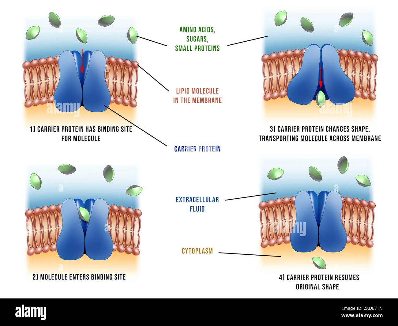 Carrier proteins in cells, illustration. This sequence shows a carrier