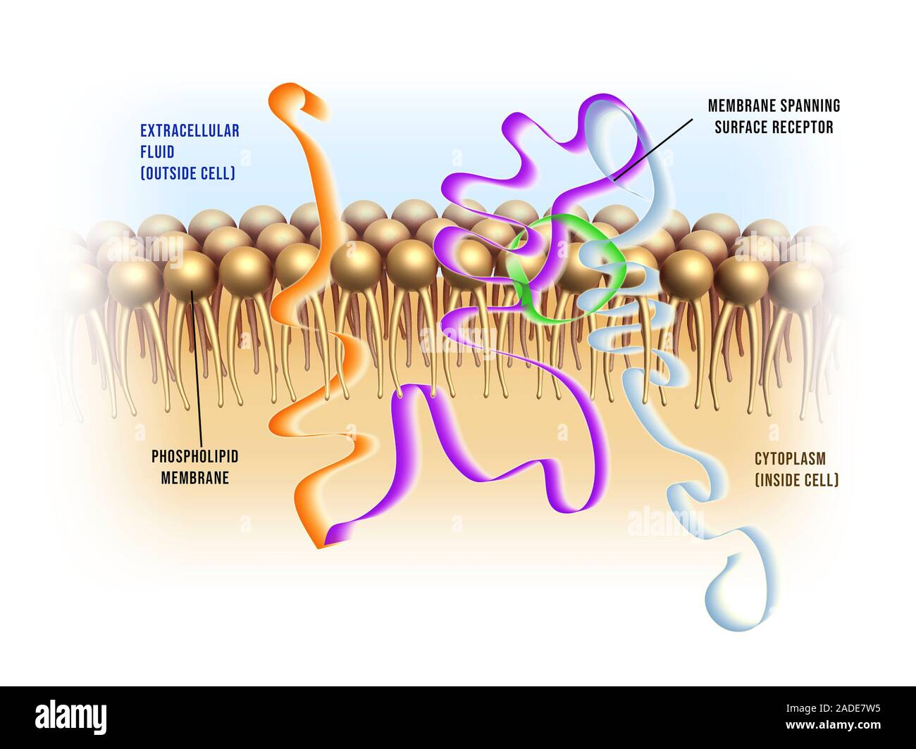 Cell membrane receptor proteins, illustration. Membranespanning surface receptors