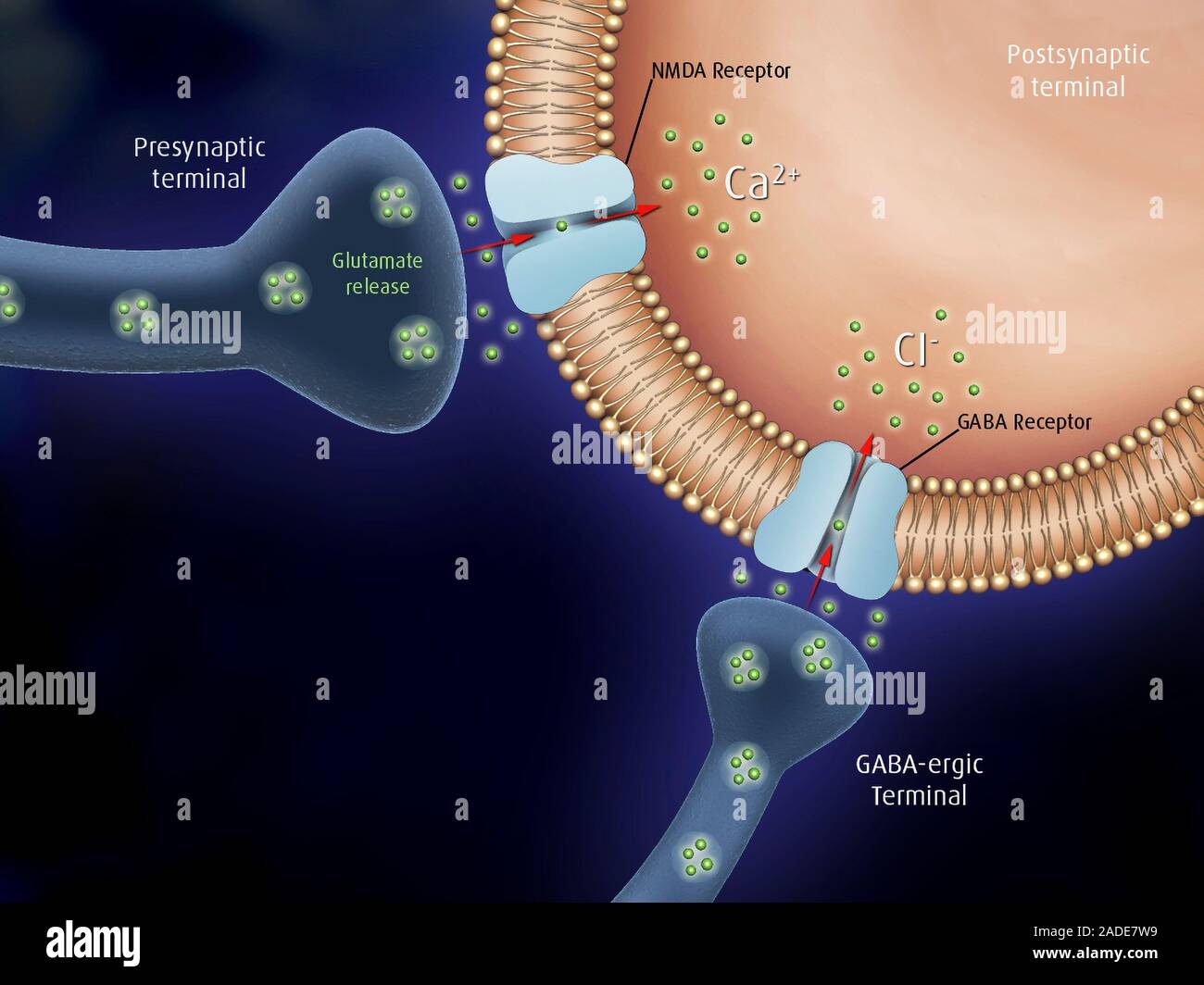 Synapse neurotransmitters, illustration. The junction between a nerve ...