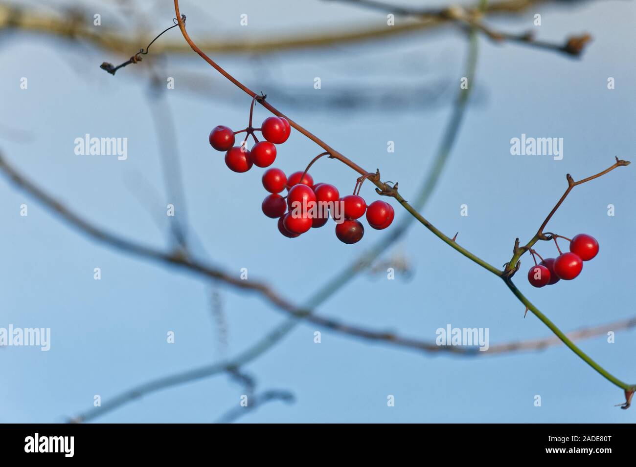 Natural Christmas berries in the wild with blurry water background. Species Latin name is Ardisia Crenata Stock Photo