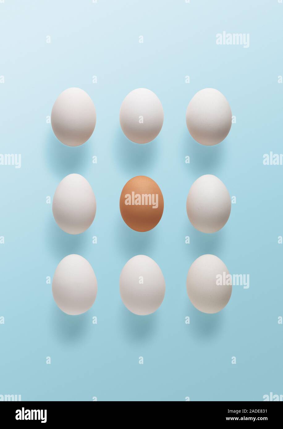 Odd one out, conceptual image. A brown egg surrounded by white eggs. Stock Photo