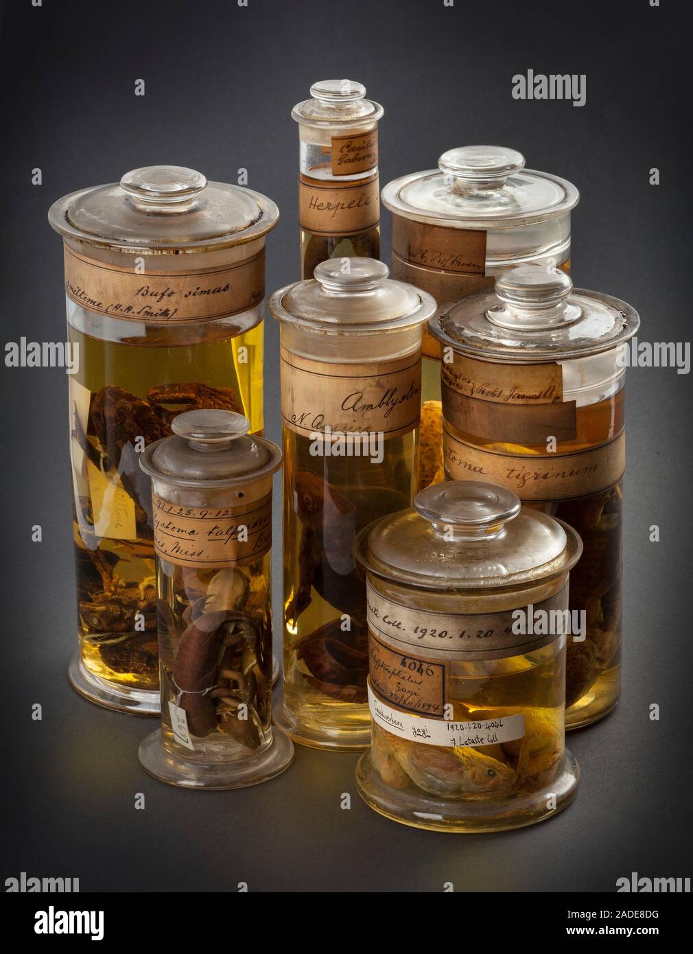 Group of Amphibian specimens stored in glass jars filled with ethanol