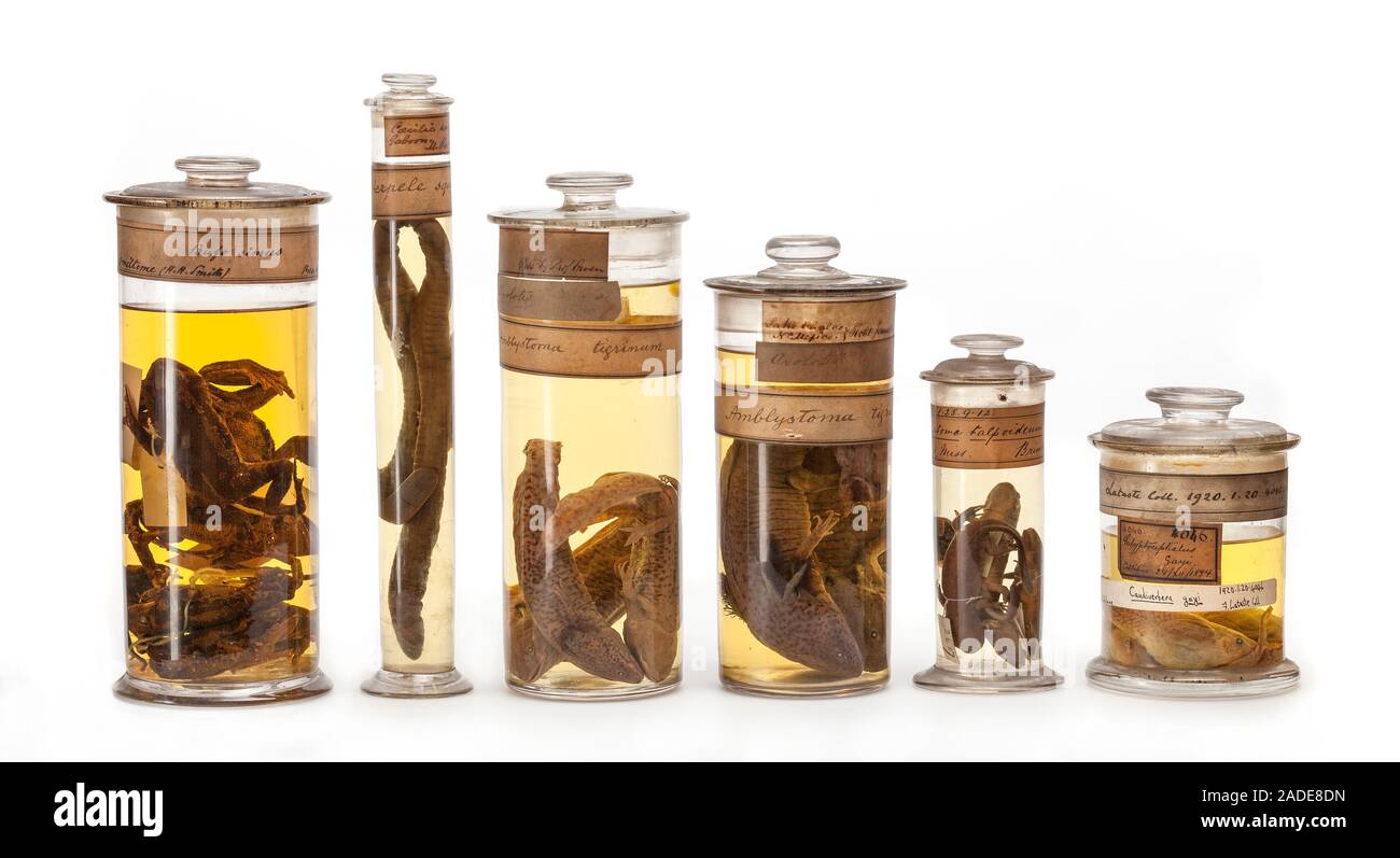 Group of Amphibian specimens stored in glass jars filled with ethanol