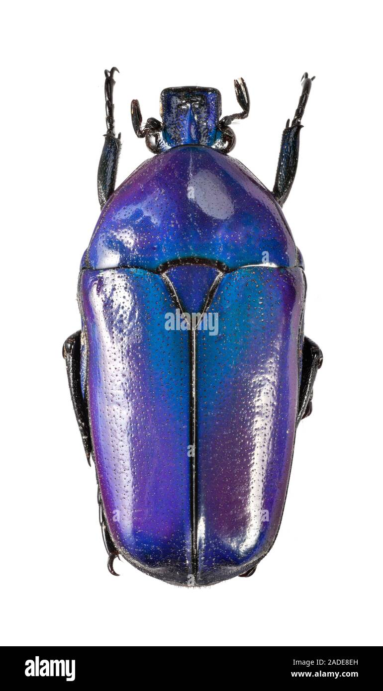 The Blue African flower beetle (Chlorocala africana oertzeni) grows to