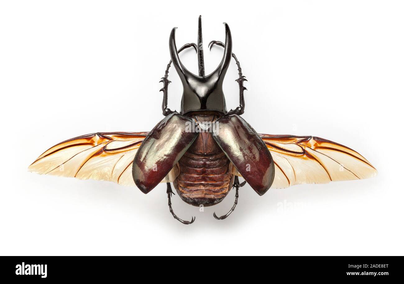 The Bornean atlas beetle (Chalcosoma moellenkampi) is one of three