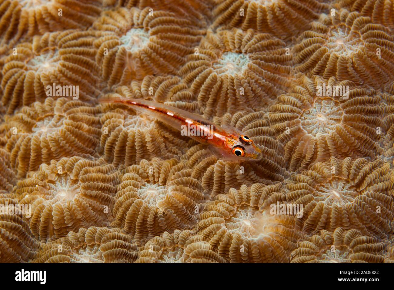 Coral Pygmygoby Stock Photo