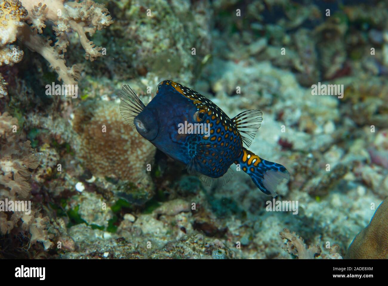 Spotted Boxfish Ostracion meleagris Stock Photo