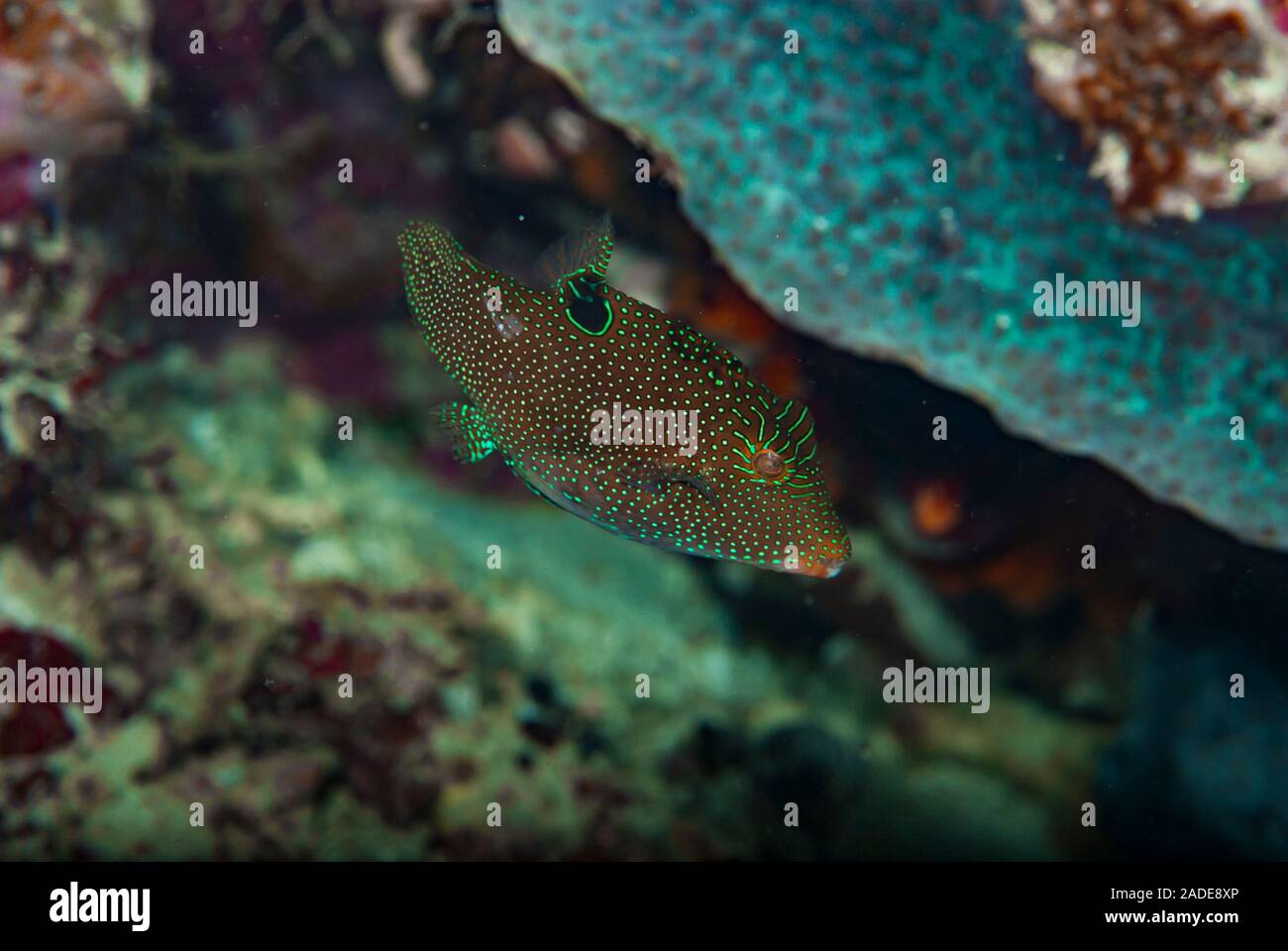 Papuan Toby Canthigaster papua Stock Photo