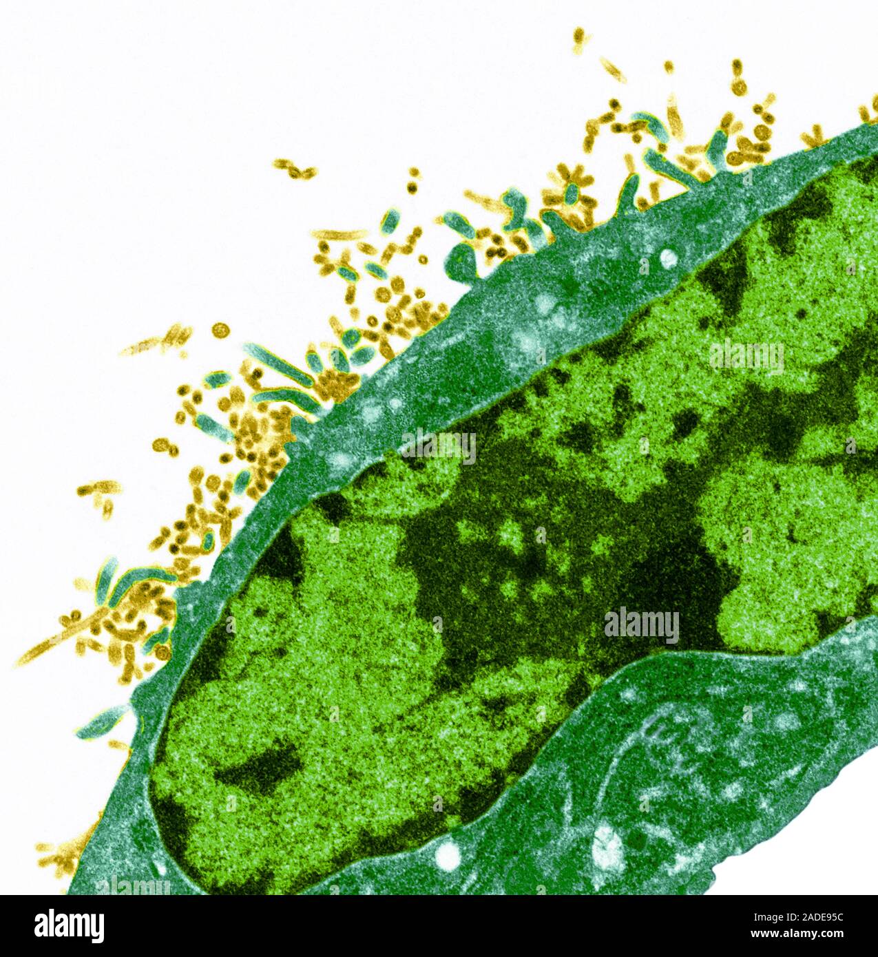 Human cells infected with influenza virus, coloured transmission ...