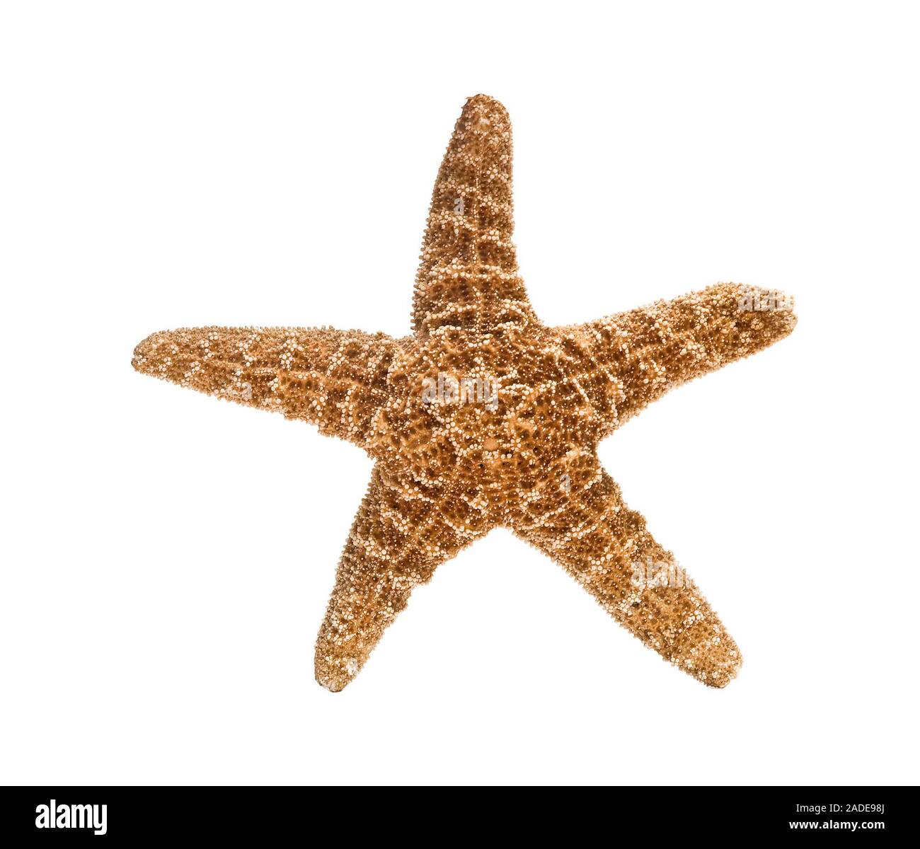 Starfish isolated on white background Stock Photo - Alamy