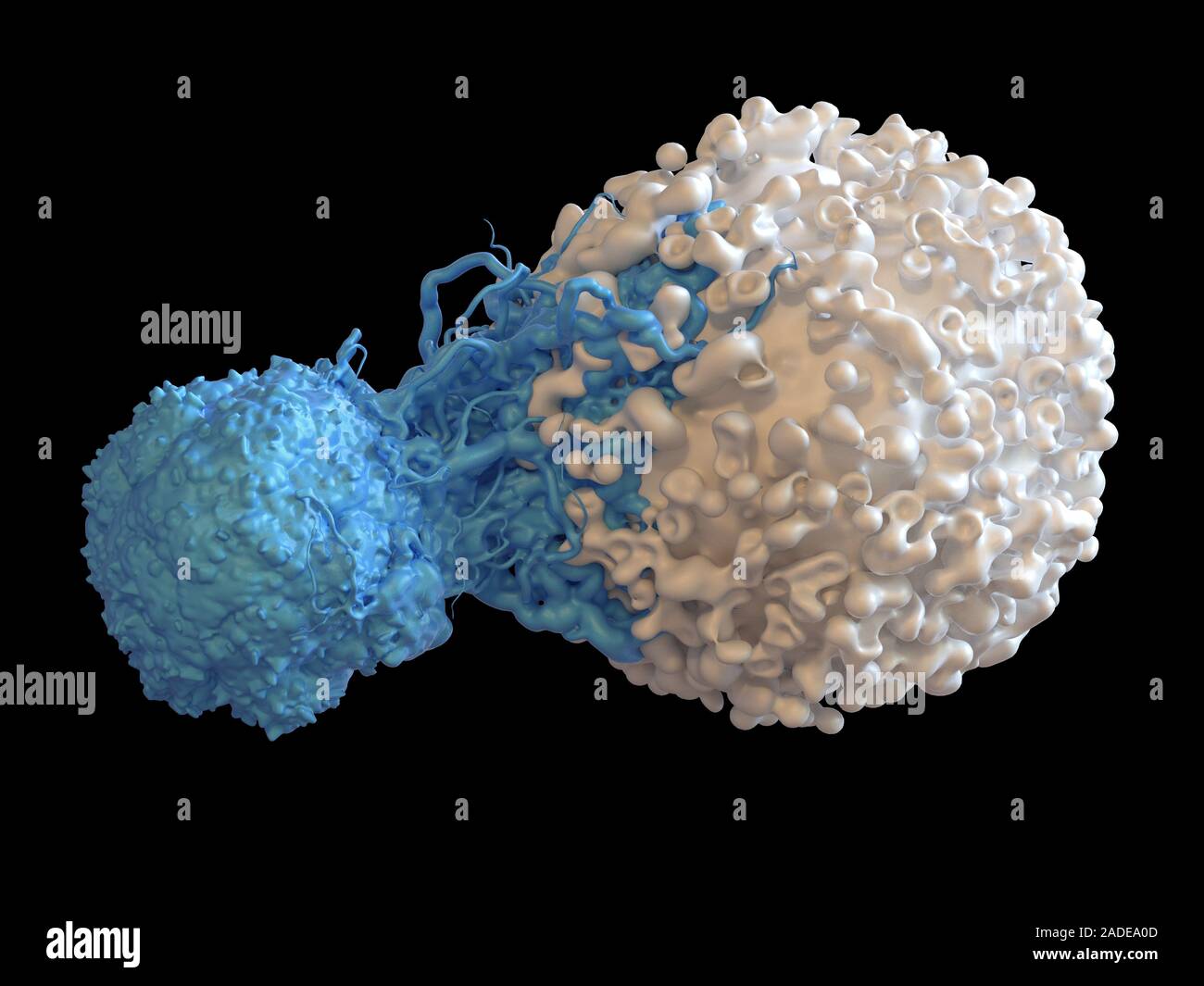 T cell attacking cancer cell. 3D computer illustration of a T ...