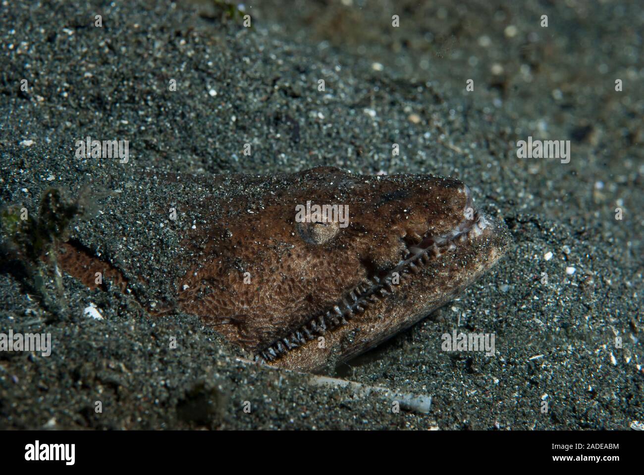 Crocodile Snake eel Brachysomophis crocodilinus Stock Photo - Alamy