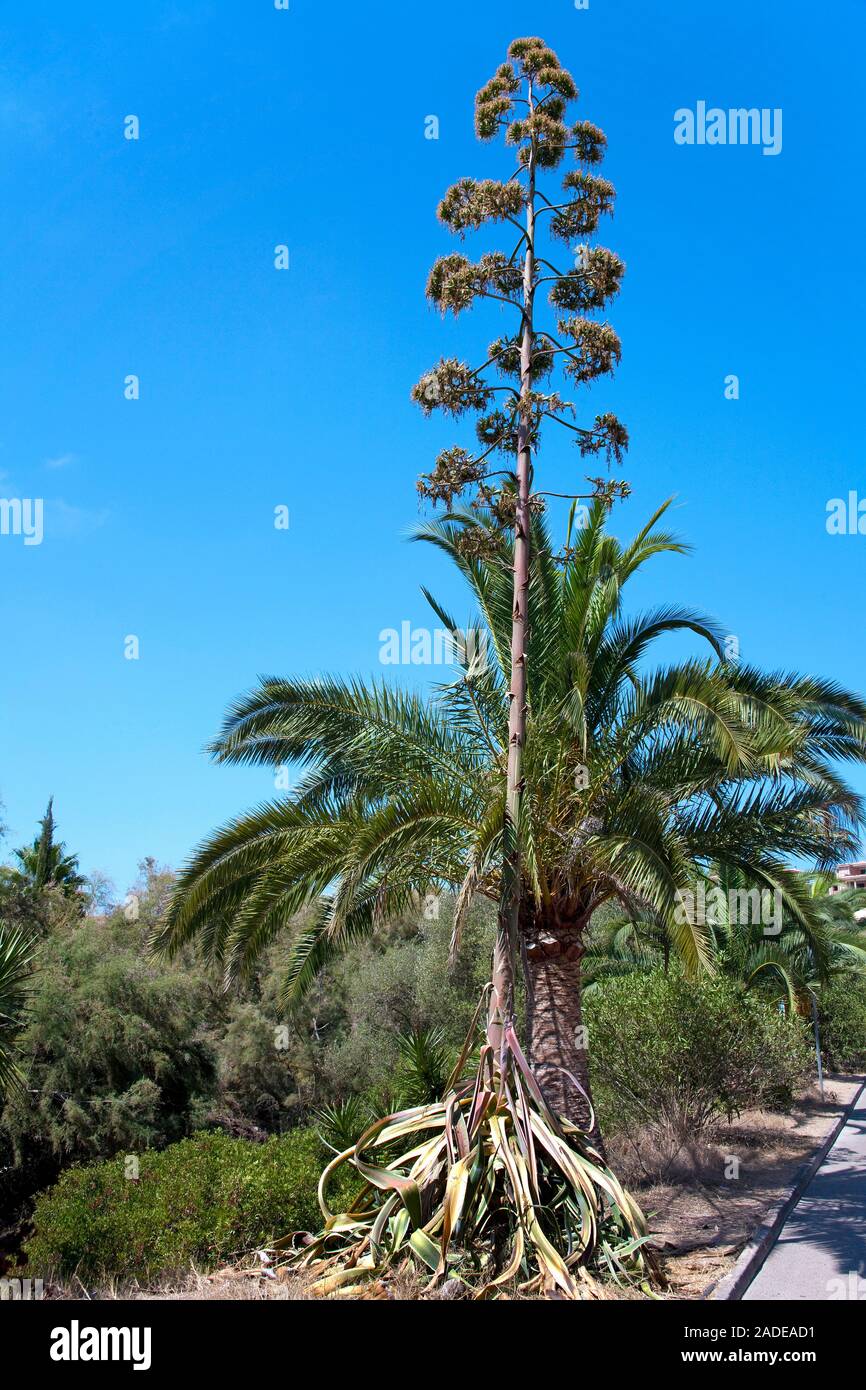 Agave, sentry plant, century plant, maguey aloe or American aloe (Agave americana), Cala Romantica, Porto Christo, Mallorca, Balearic islands, Spain Stock Photo