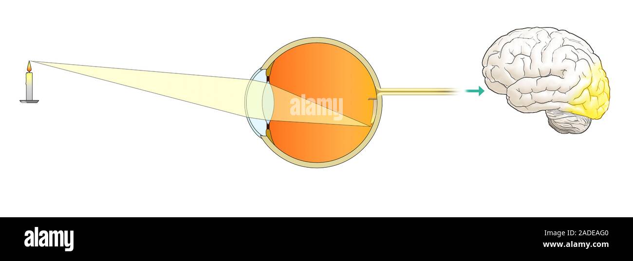 Optics and physiology of vision. Illustration showing how the eye ...