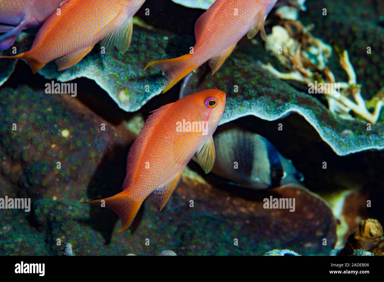 Scalefin anthias hi-res stock photography and images - Alamy