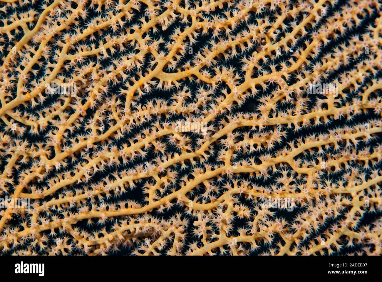 Polyps Open Hydrozoan polyps hi-res stock photography and images - Alamy