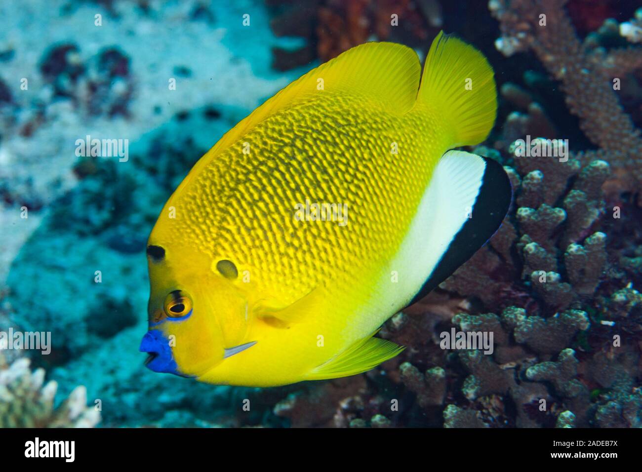 Three-Spot Angelfish Apolemichthys trimaculatus Stock Photo