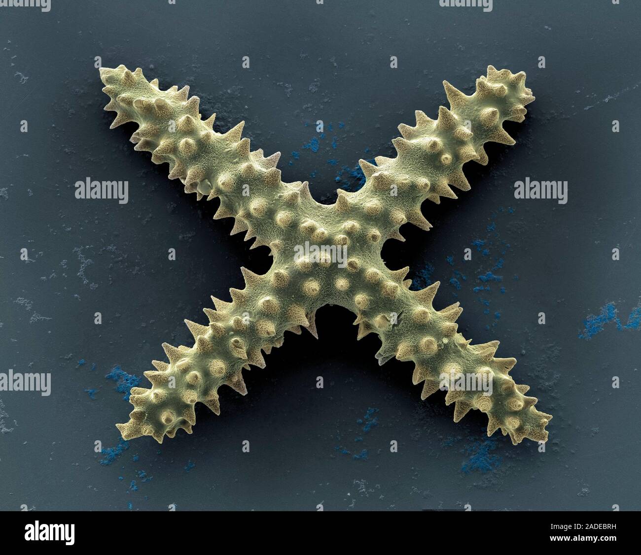 Sponge spicule, coloured scanning electron micrograph (SEM). Sponges