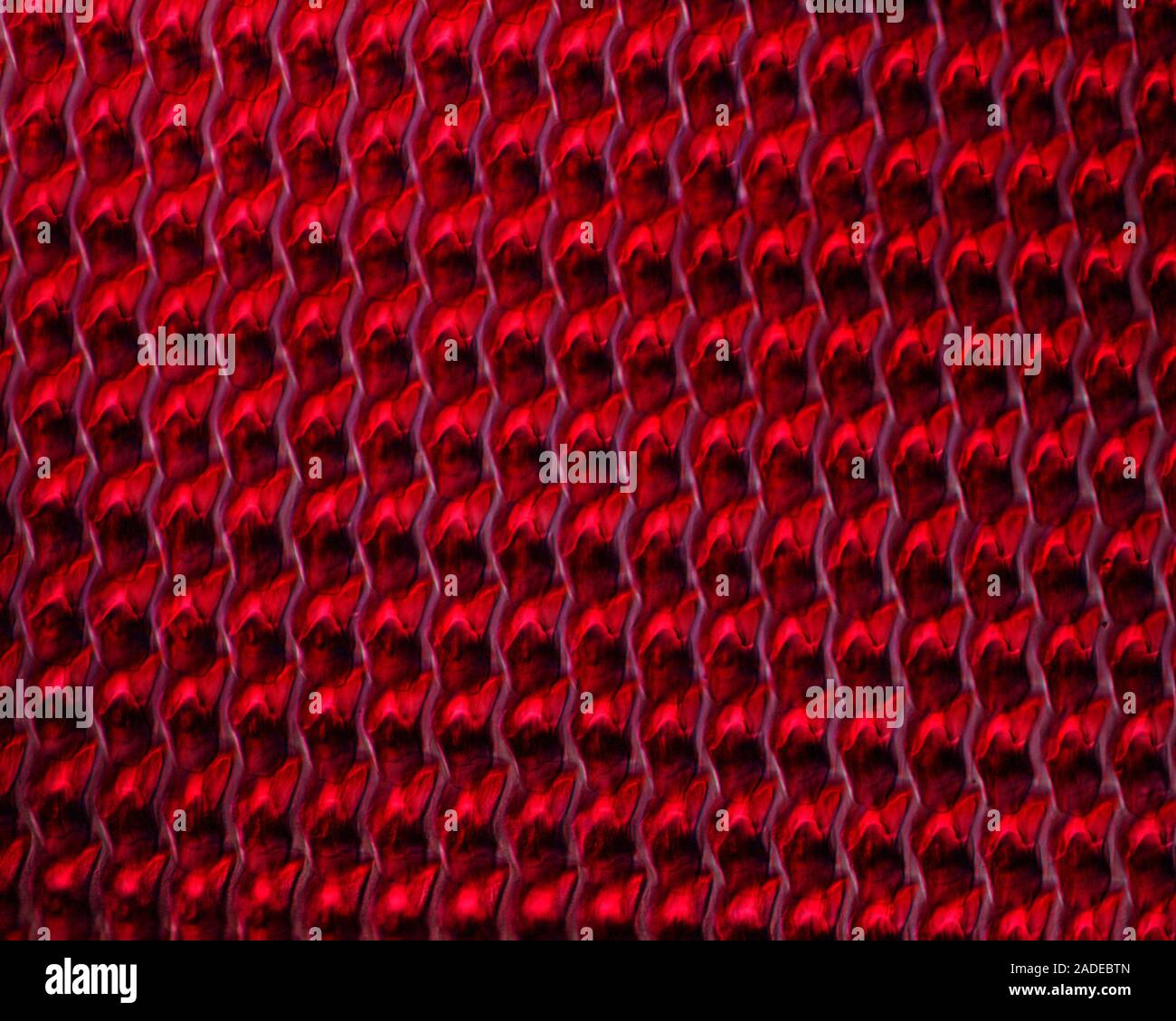 Snail radula surface. Light micrograph of the 'teeth' on the radula