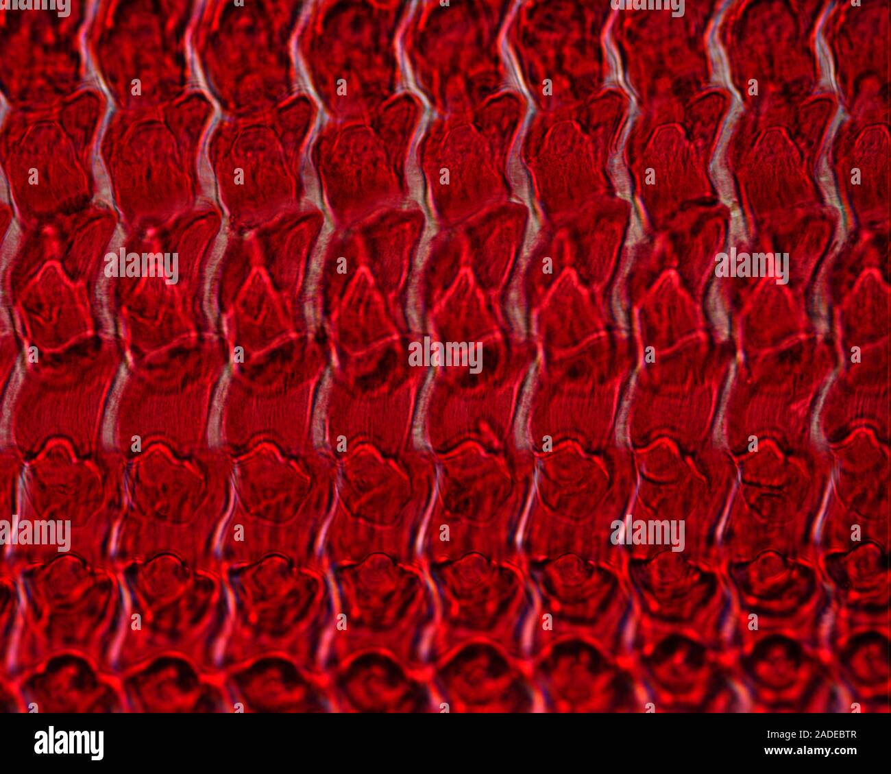 Snail radula surface. Light micrograph of the 'teeth' on the radula