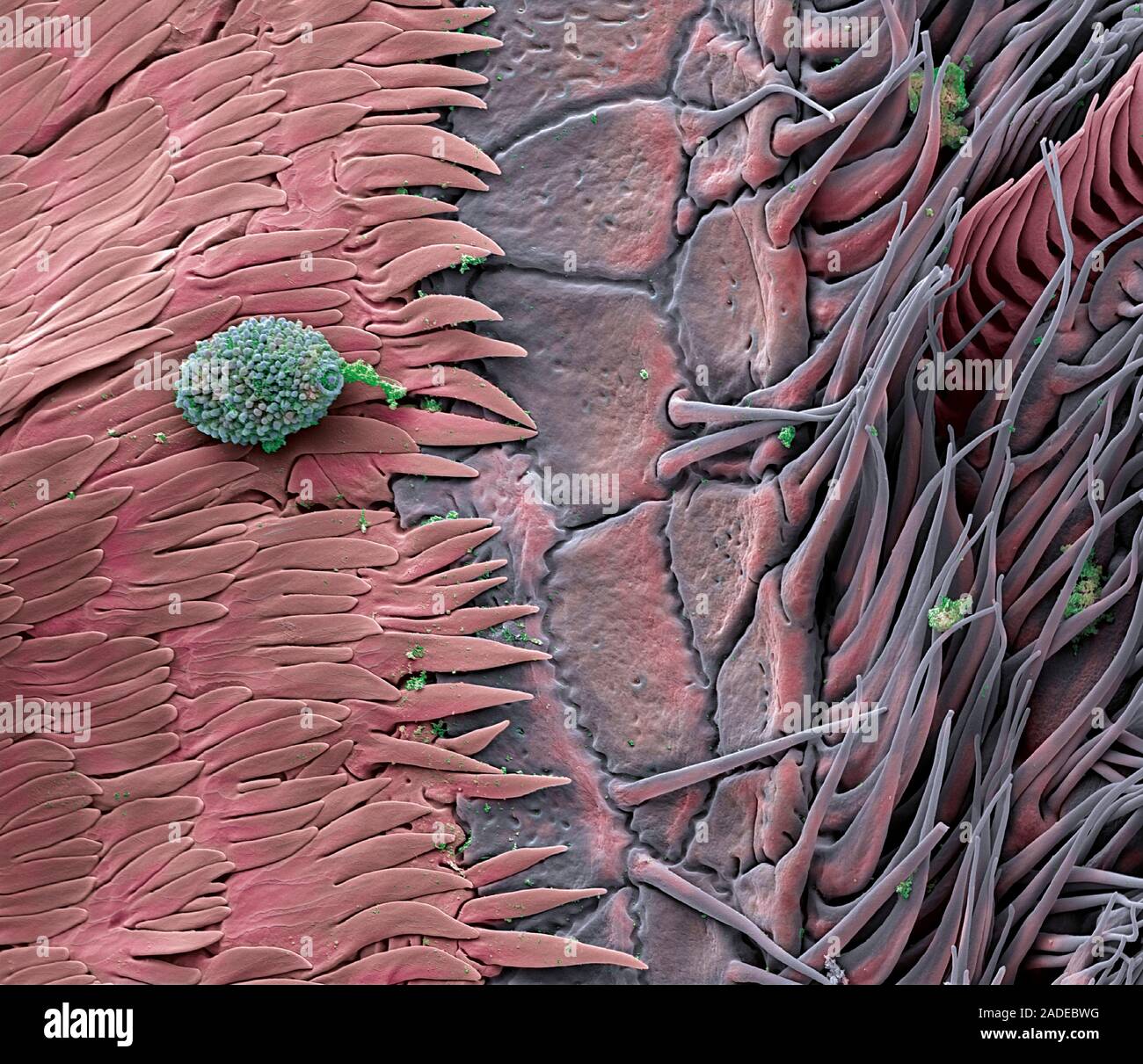 Fly Proboscus Fly's tongue surface, coloured scanning electron micrograph (SEM ...