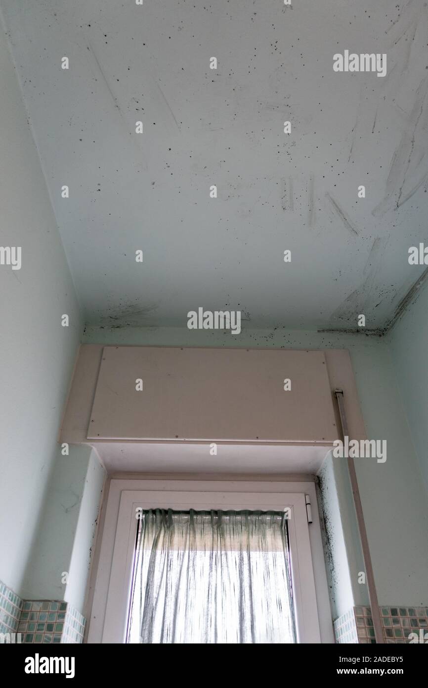 mold on the walls of the bathroom that is formed by the steam Stock Photo Alamy
