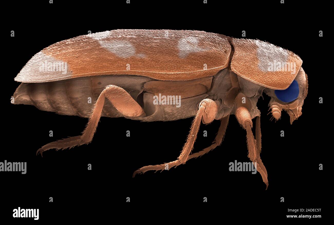 Dermestid beetle. Scanning electron micrograph of a dermestid beetle