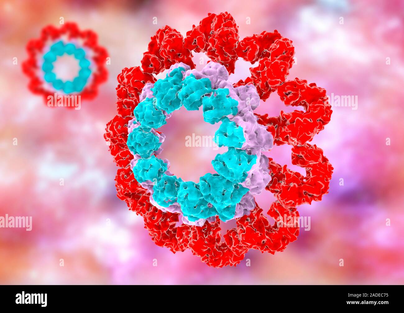 Inflammasome Complex Modelling Illustration of an inflammasome, a family of complex molecules made up ...