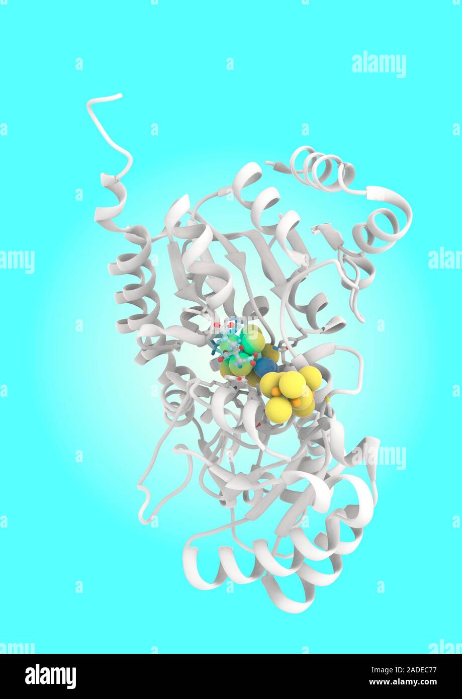 Illustration of a molybdenum nitrogenase enzyme. Nitrogenase enzymes
