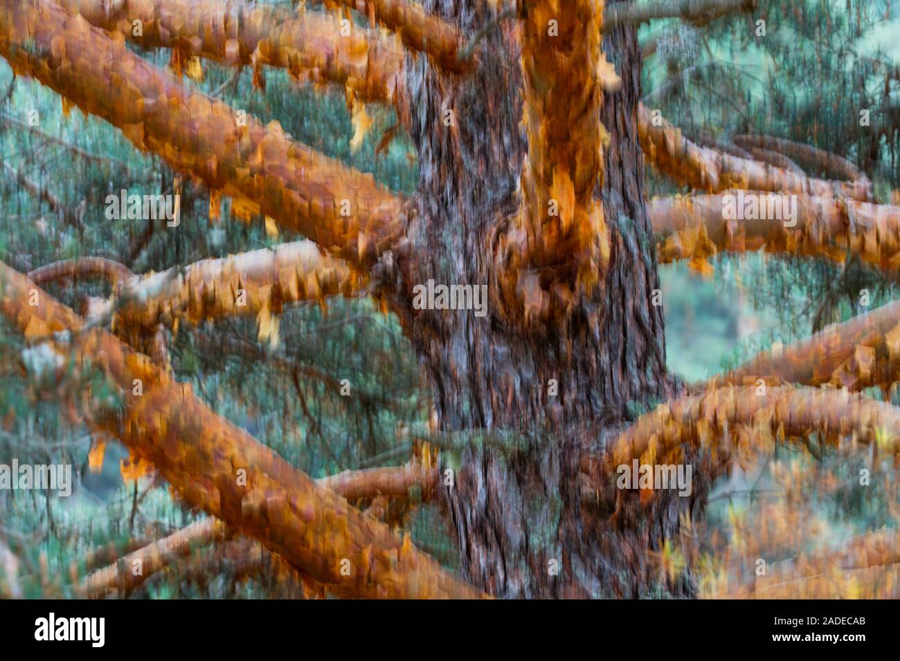 Pino silvestre pinus sylvestris l hi-res stock photography and images ...