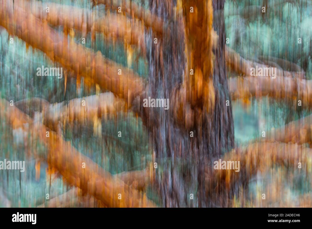 Pino silvestre pinus sylvestris l hi-res stock photography and images ...