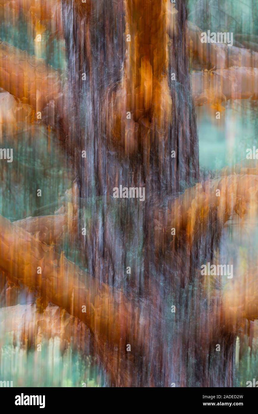 Pino silvestre pinus sylvestris l hi-res stock photography and images ...