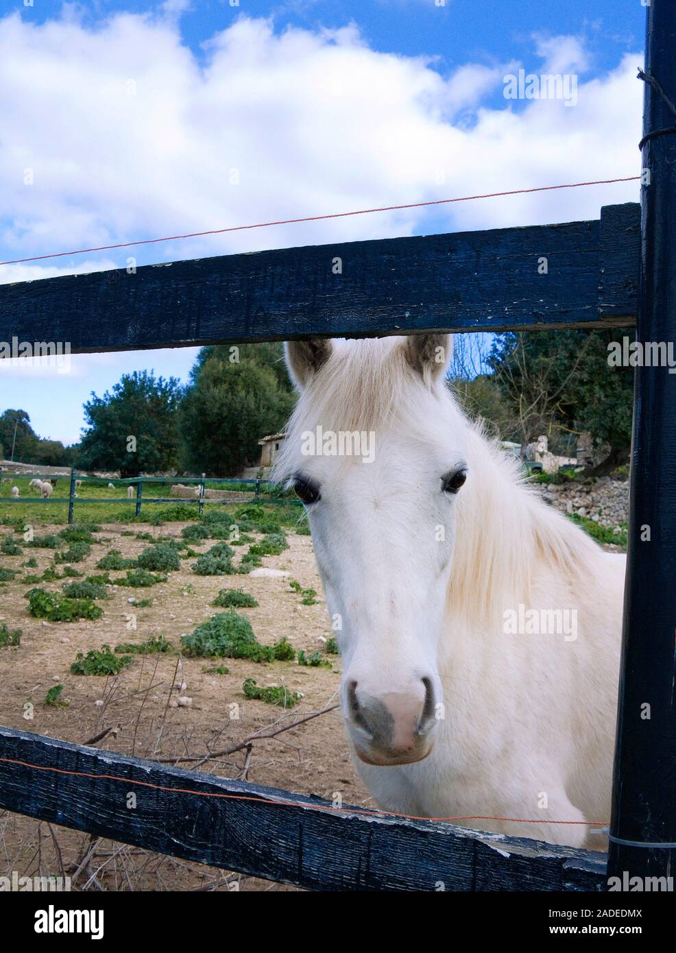 Schimmel in einer Pferdekoppel bei Algaida, Mallorca, Balearen, Spanien | Gray horse at a paddock, Algaida, Mallorca, Balearic islands, Spain Stock Photo