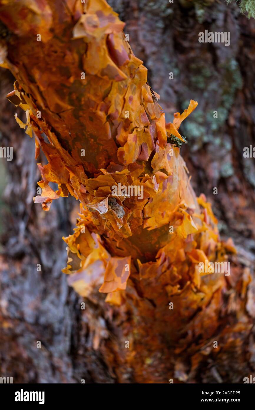 Pino silvestre pinus sylvestris l hi-res stock photography and images ...