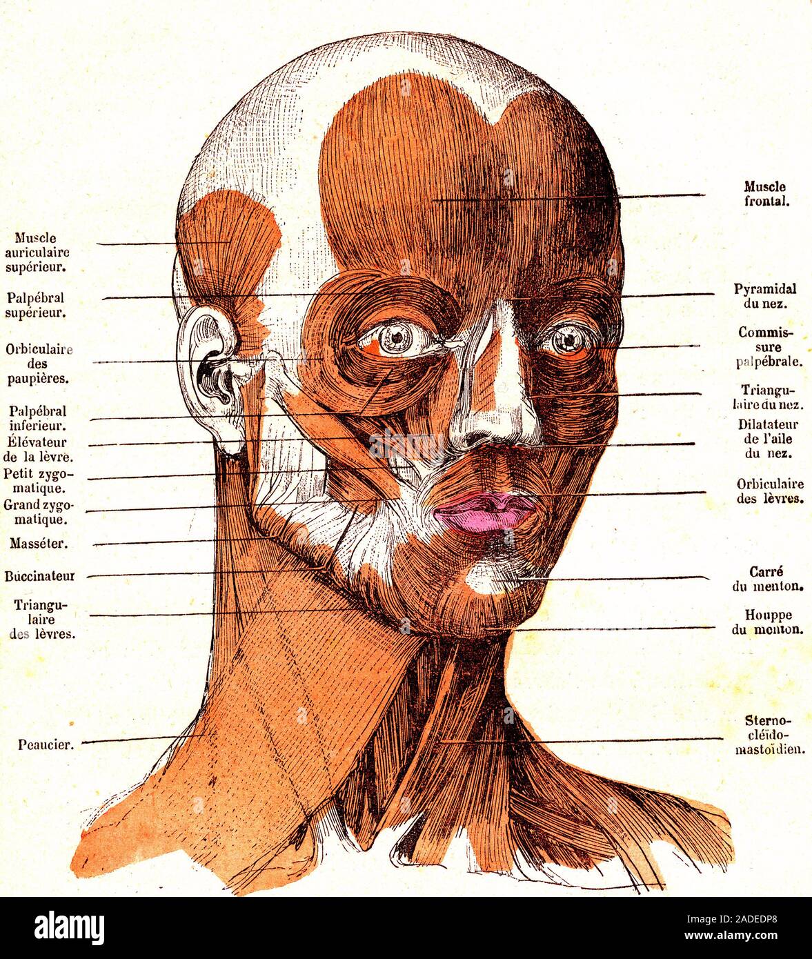 Facial muscle anatomy, 19th-century illustration. The muscles labelled ...