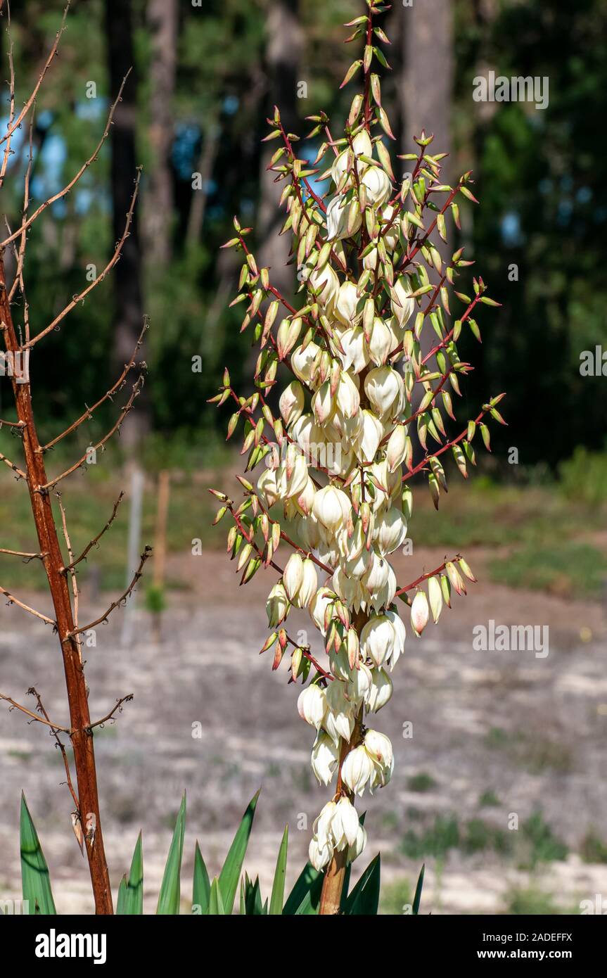 Close-up of a flowering Yucca stem (Yucca filamentosa) at Sao Jacinto Nature Reserve on the shore of Aveiro Lagoon, Portugal Stock Photo