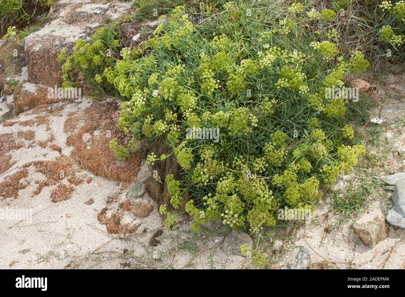 Yellow Rock Samphire growing wild on beach. Crithmum maritimum L. Apiaceae Stock Photo