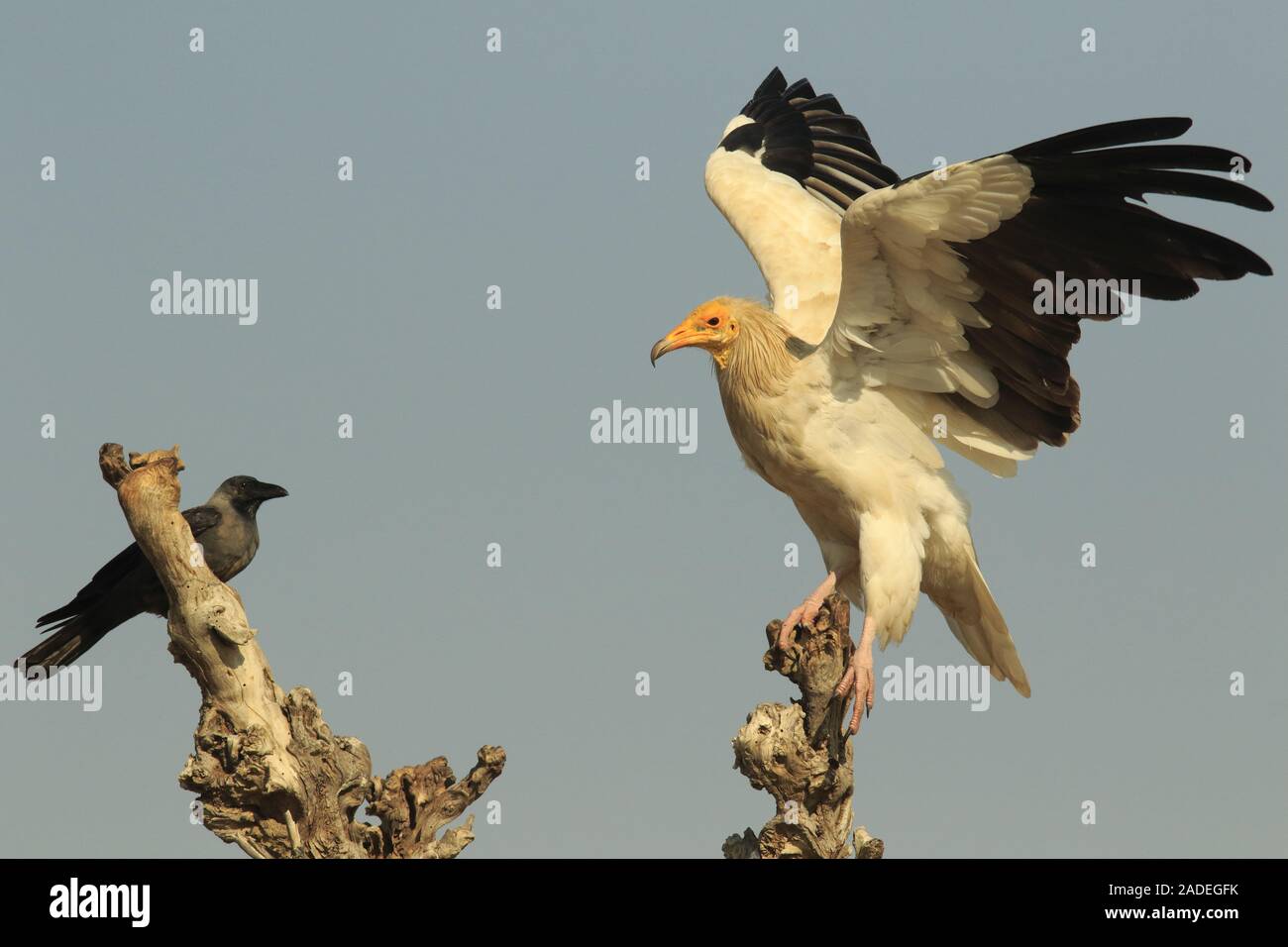 Egyptian vulture in flight Stock Photo