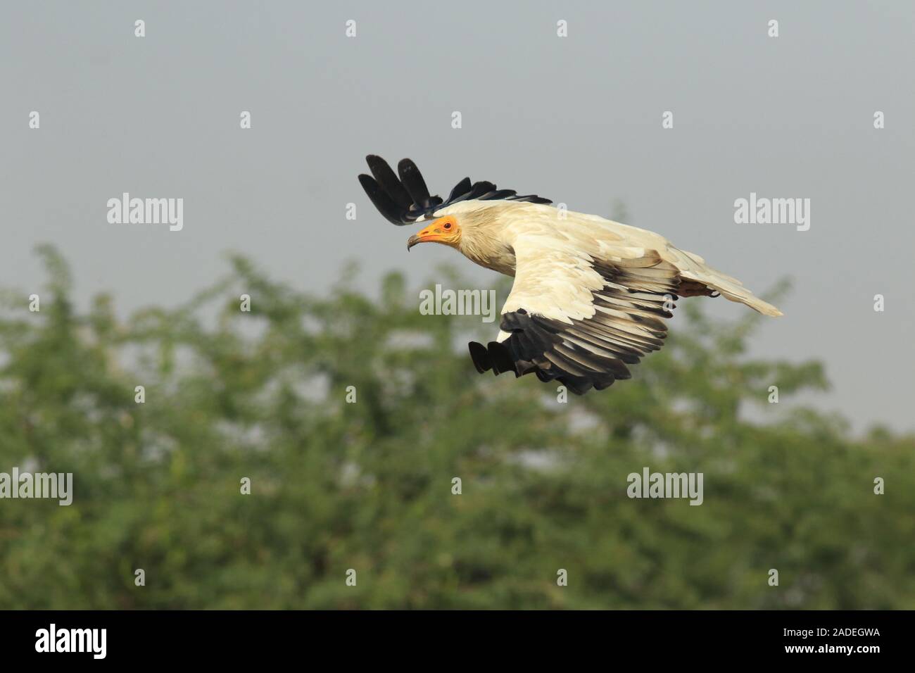 Egyptian vulture in flight Stock Photo