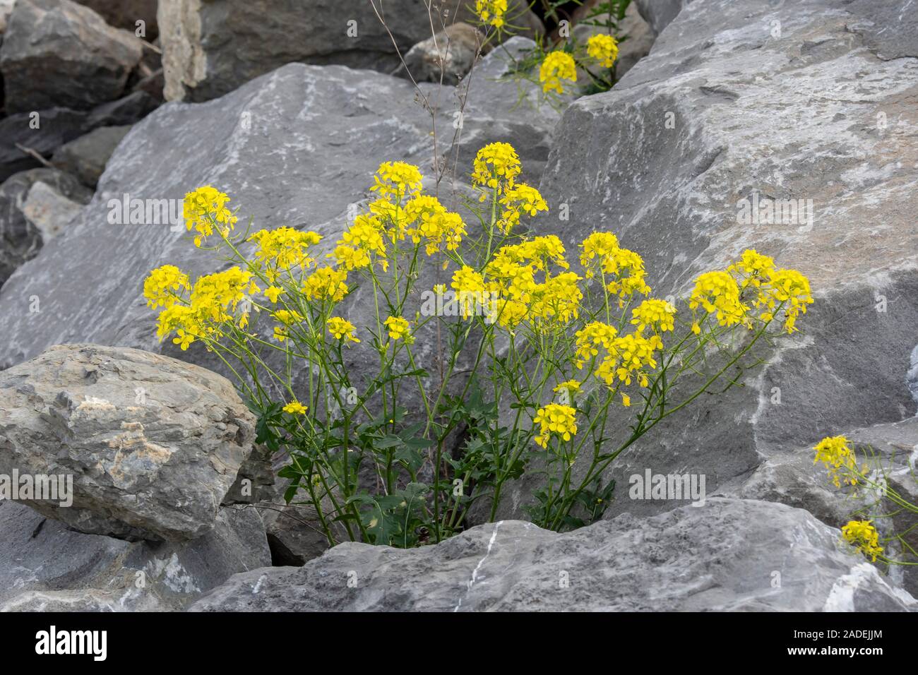 Leafy spurge (Euphorbia virgata), Vorarlberg, Austria Stock Photo