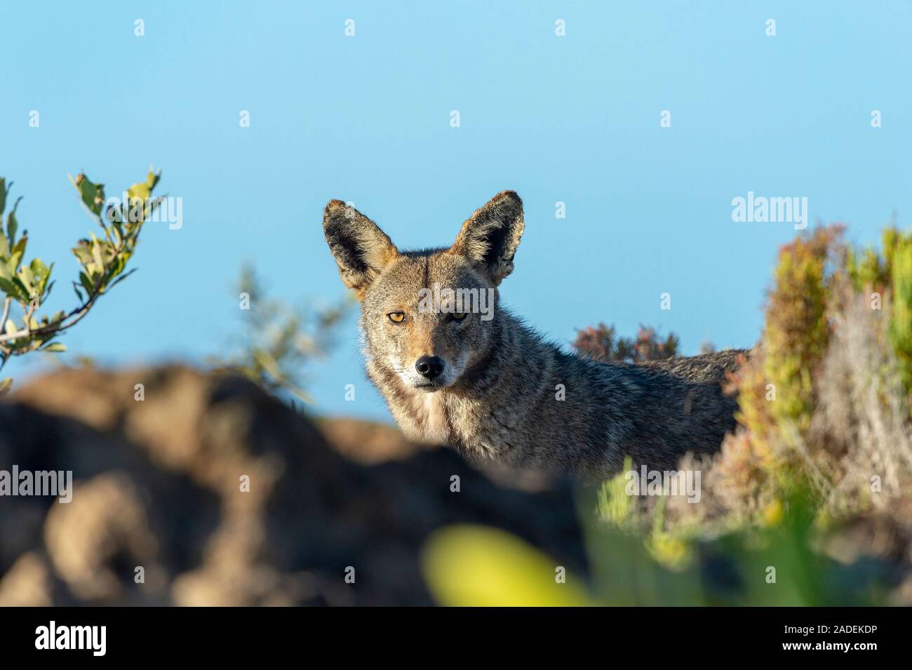 Coyote (Canis latrans). Coyotes are wolf-like canids that are native to ...