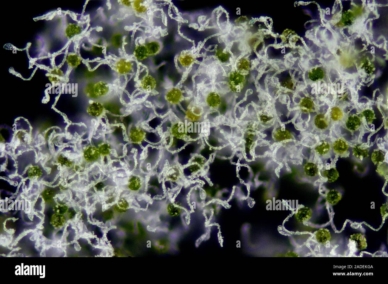 Horsetail spores. Light micrograph of spores from a horsetail (Equisetum sp.) plant. Horsetails