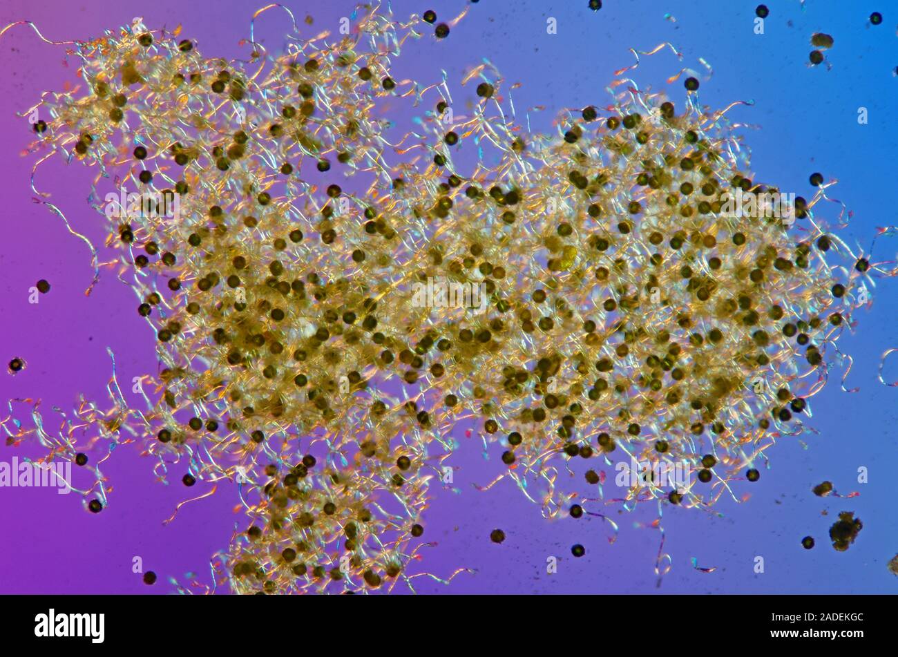 Horsetail spores. Polarized light micrograph of spores from a horsetail (Equisetum sp.) plant