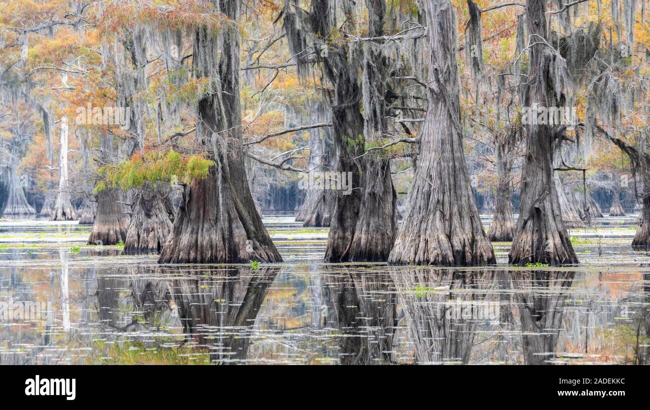 Bald cypresses (Taxodium distichum) in autumn with Spanish moss (Tillandsia usneoides), Atchafalaya Basin, Louisiana, USA Stock Photo