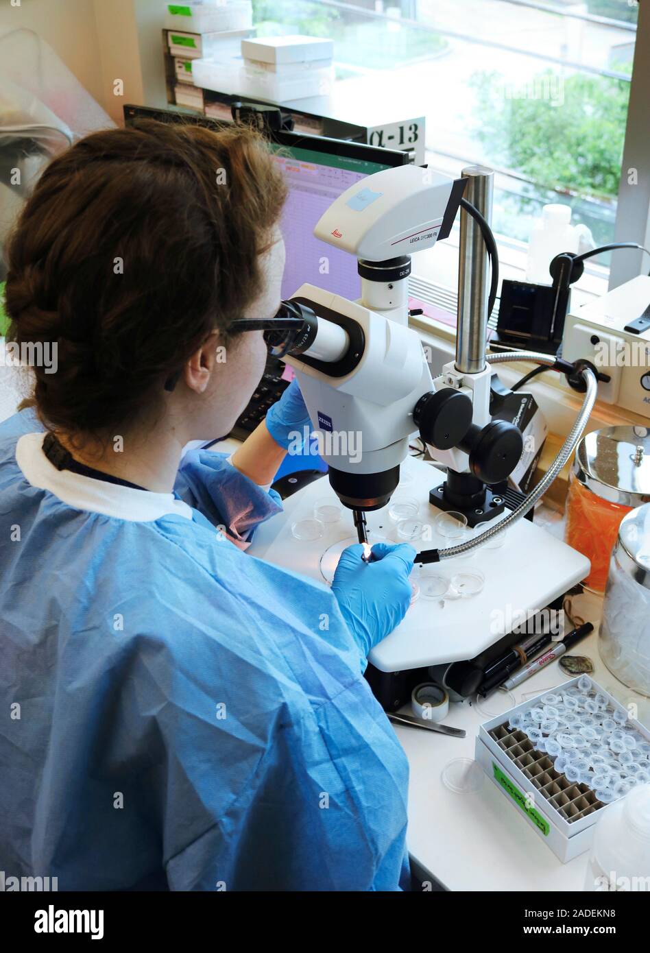 Malaria research. Researcher using a dissecting microscope to perform ...