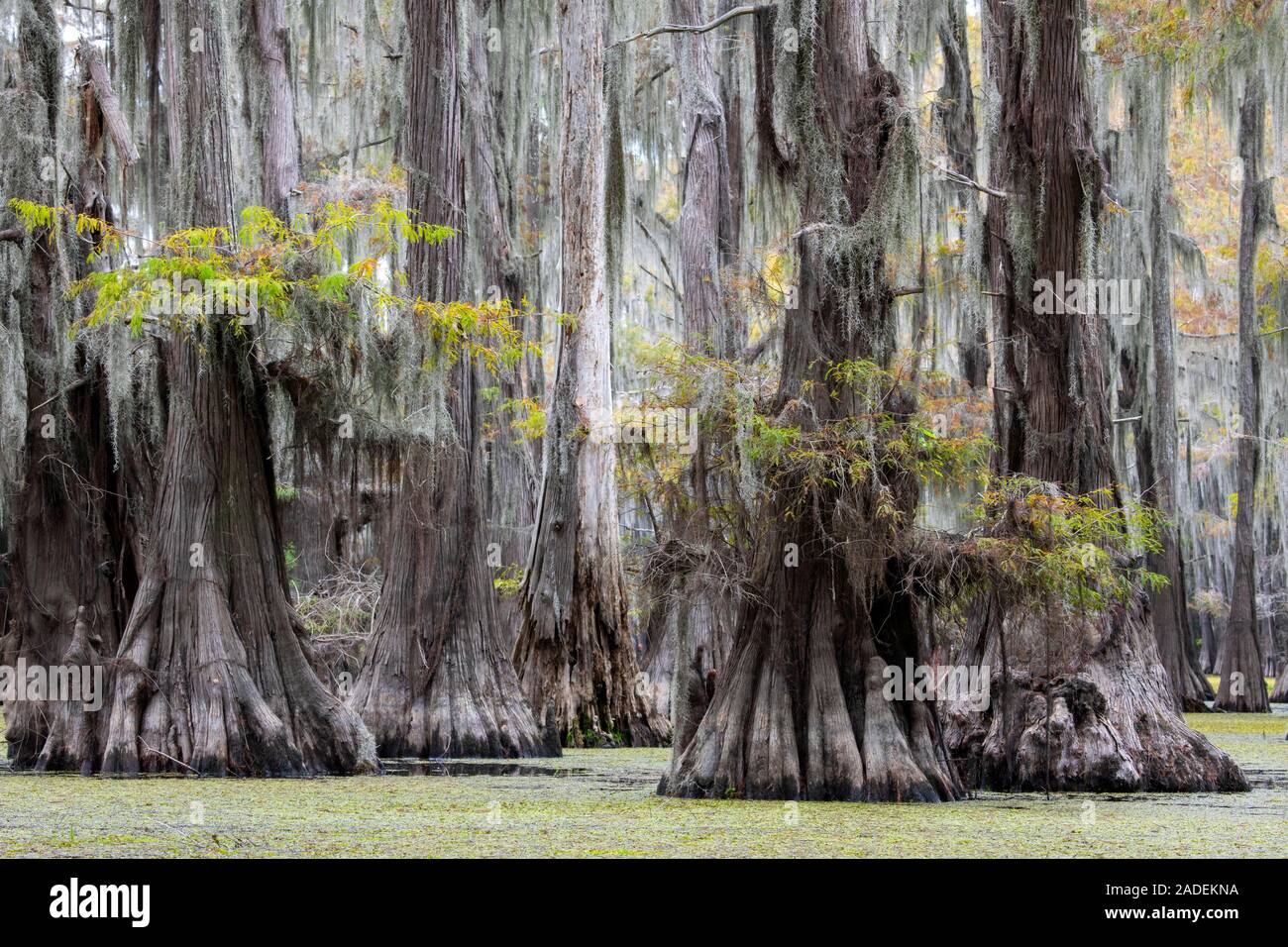 Bald cypresses (Taxodium distichum) in autumn with Spanish moss (Tillandsia usneoides), Atchafalaya Basin, Louisiana, USA Stock Photo