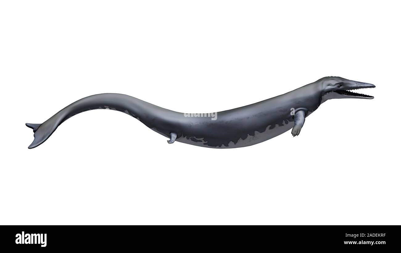 Basilosaurus prehistoric whale ancestor, illustration. This marine