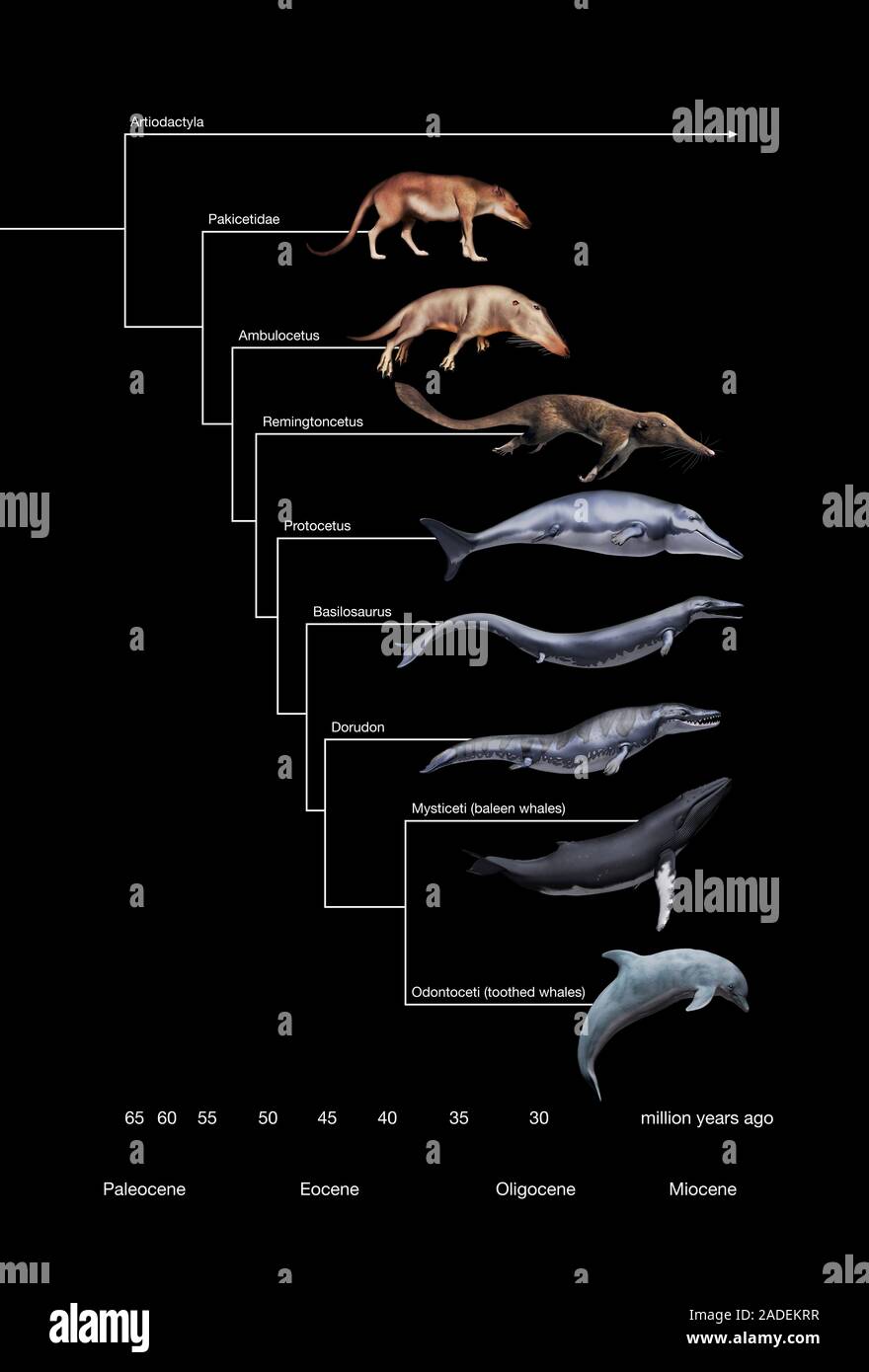 Whale evolution. Illustration of six prehistoric whale ancestors and two modern whales (bottom). From top to bottom, the prehistoric genera are: Pakic Stock Photo
